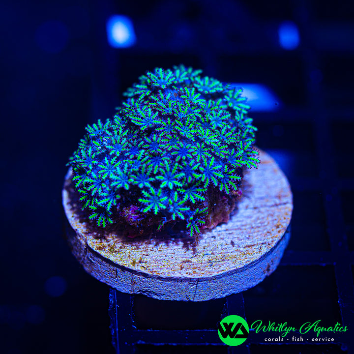 Blue Sympodium