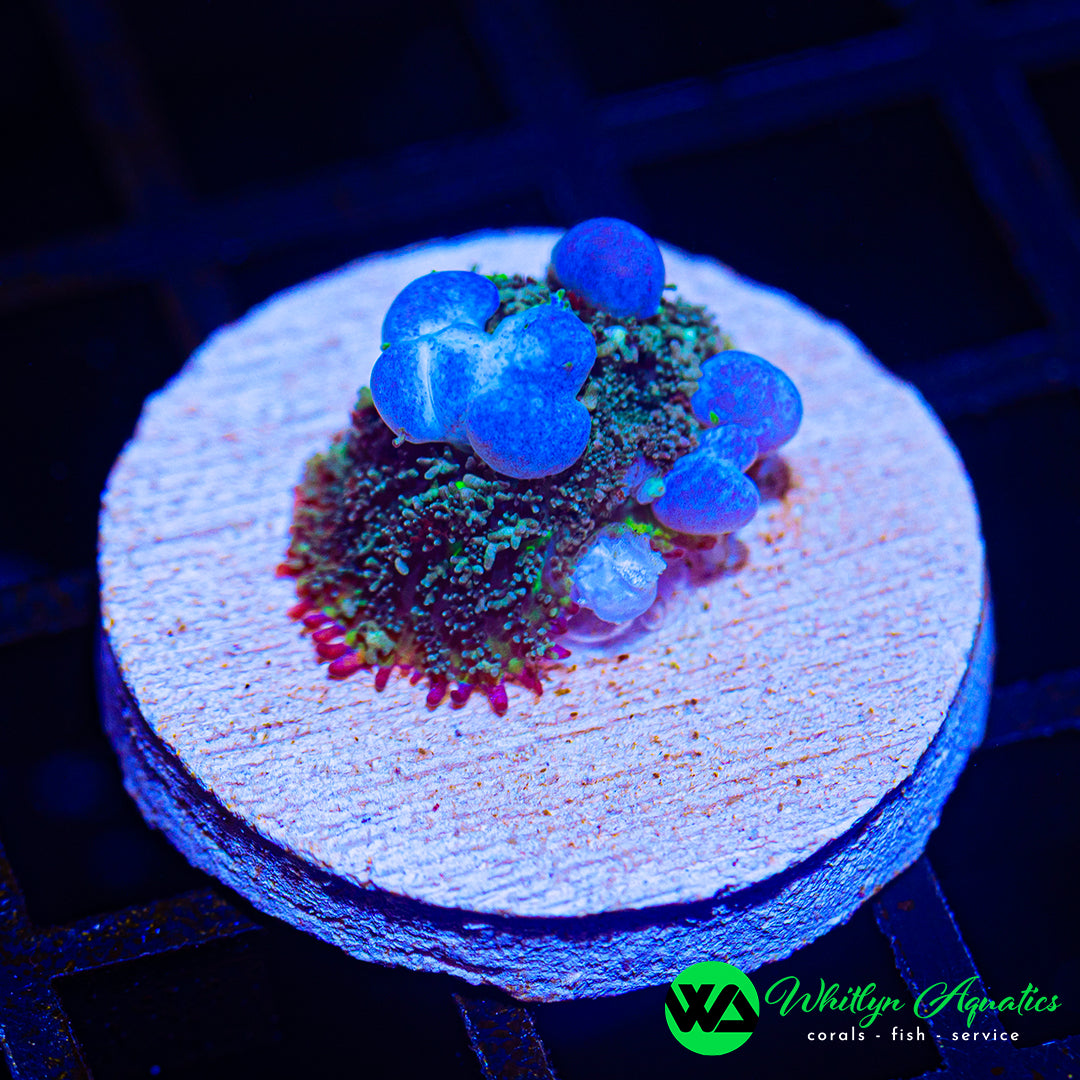 WA Blueballs Bounce Mushroom