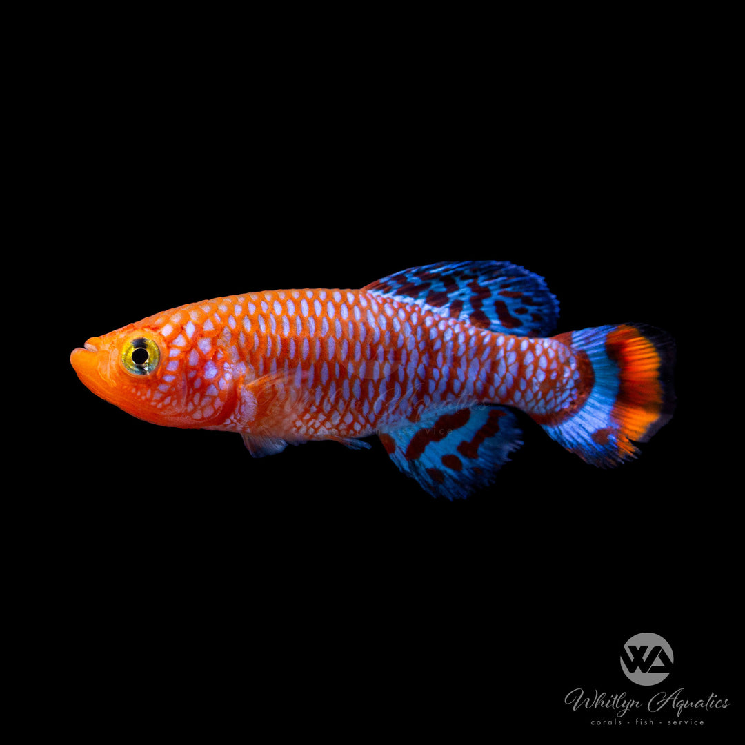 Bluefin Nothobranch Killi - Nothobranchius rachovii Beira