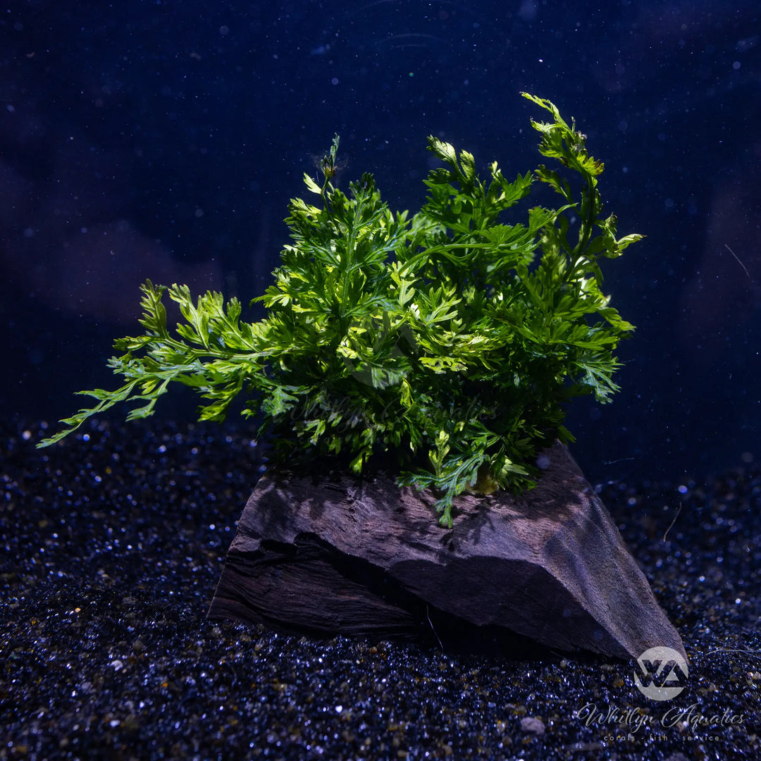 Bolbitis difformis on pterocapus wood 5-6”