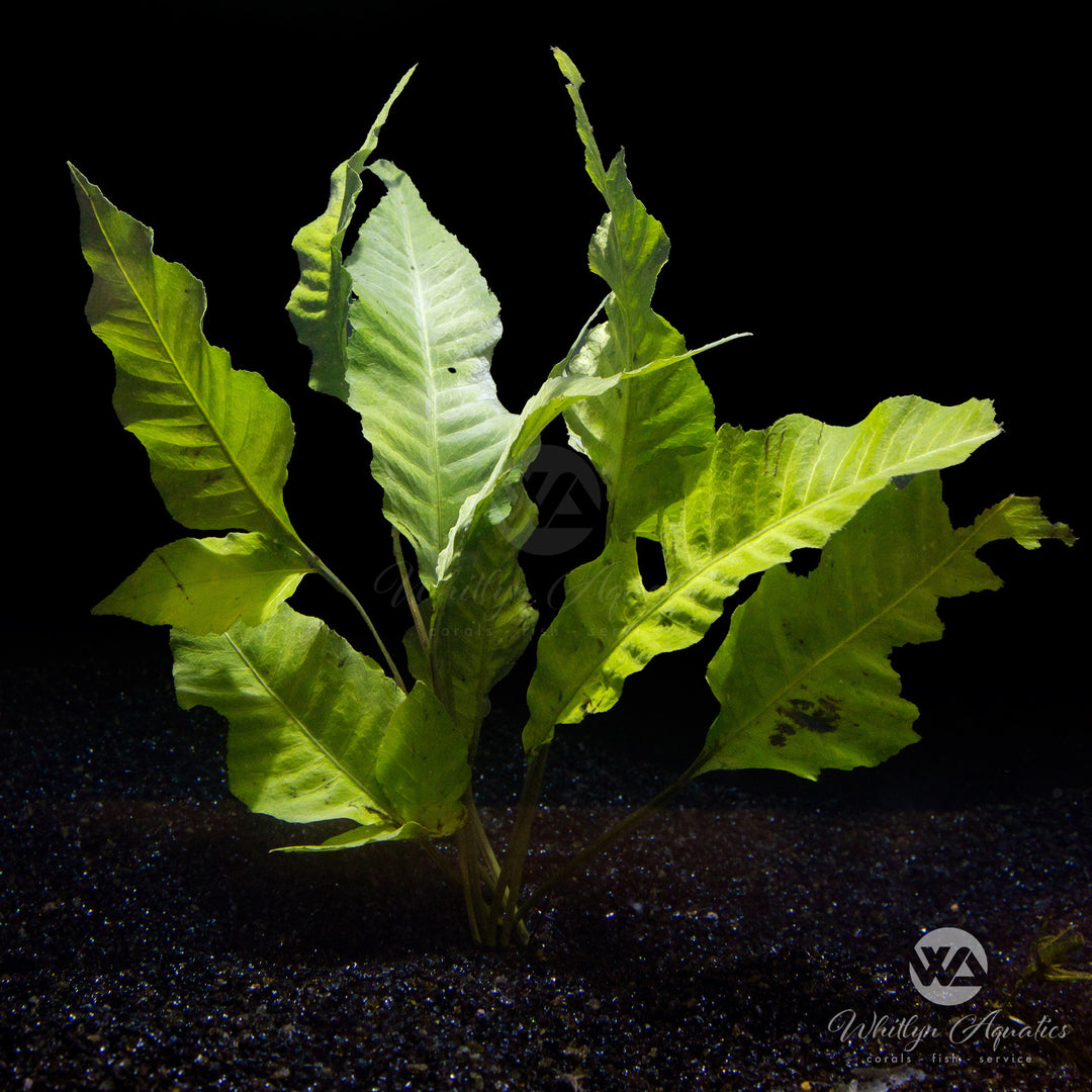 Bolbitis heteroclita asiatica - Whitlyn Aquatics