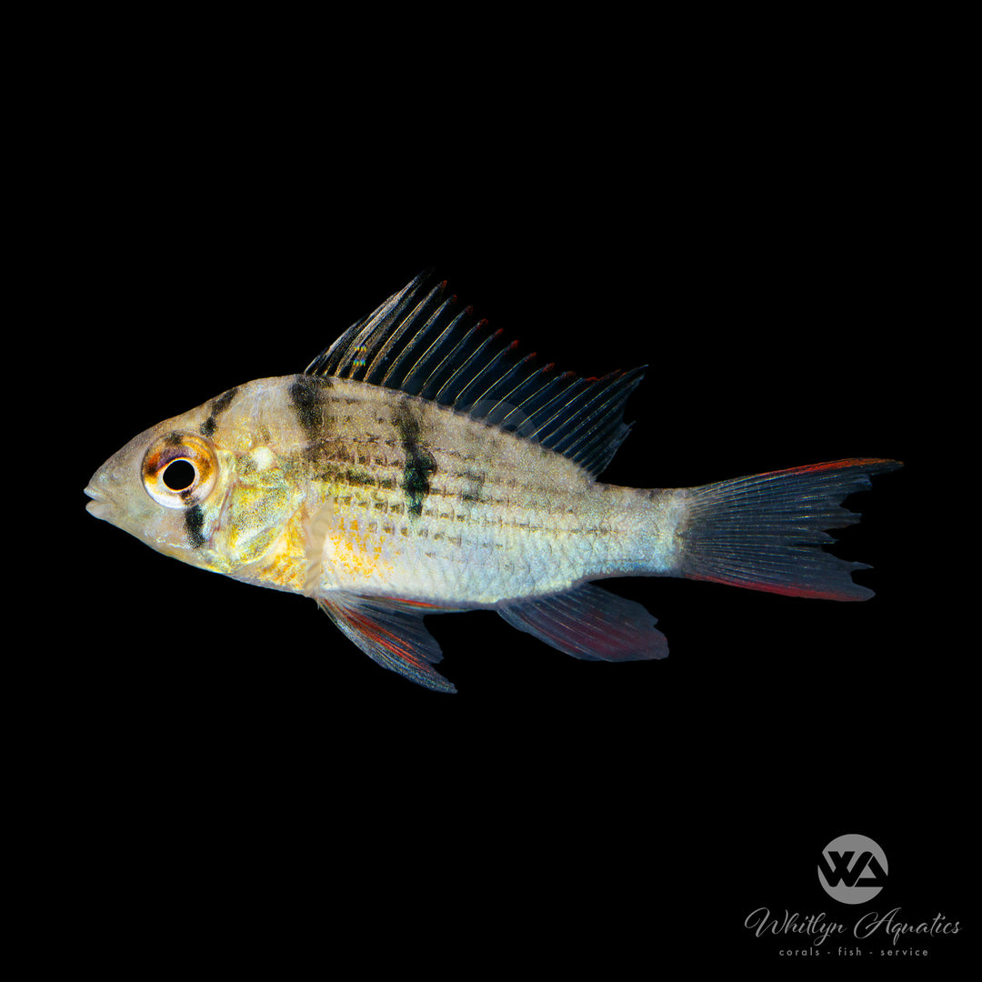 Bolivian Ram Cichlid - Mikrogeophagus altispinosus
