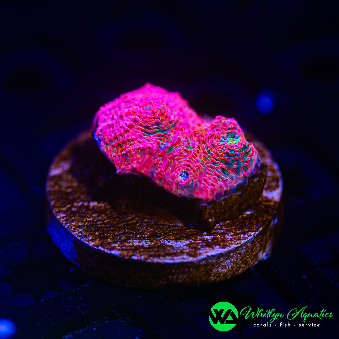 WA Pink Boobies Chalice