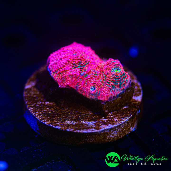WA Pink Boobies Chalice