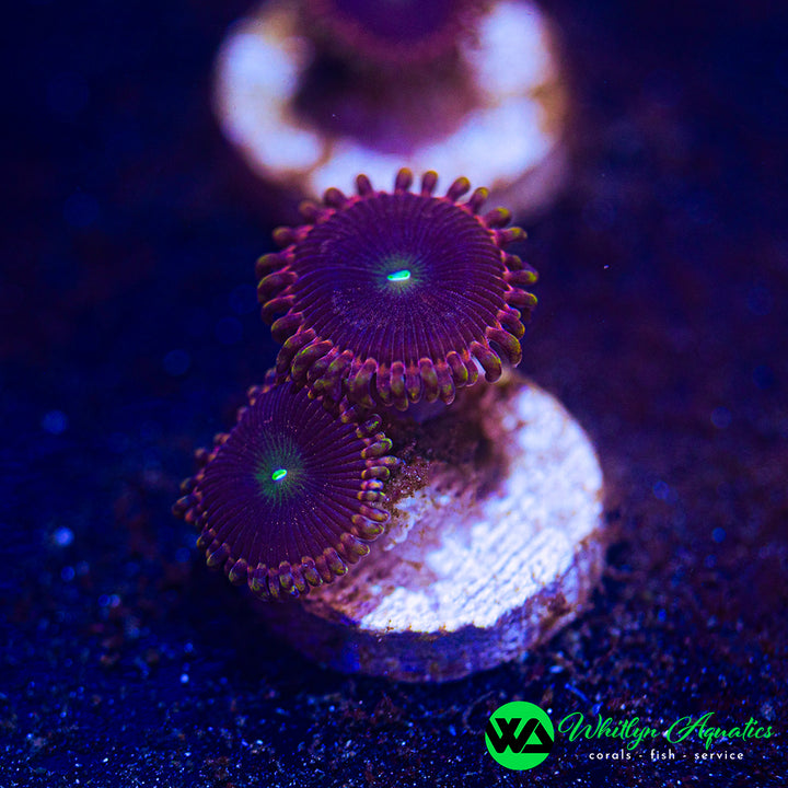 Bozo's Birthday Zoanthid (Aquacultured)
