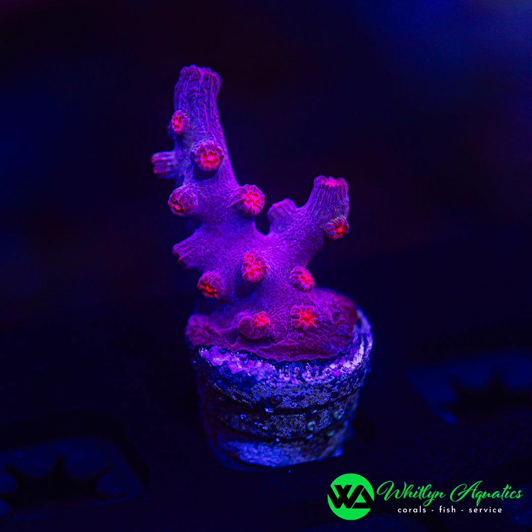 Pink Branching Cyphastrea