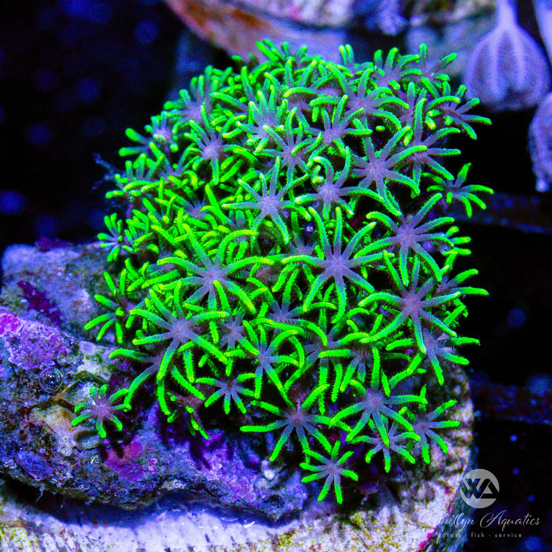 F1 - Branching Green Star Polyps - WYSIWYG
