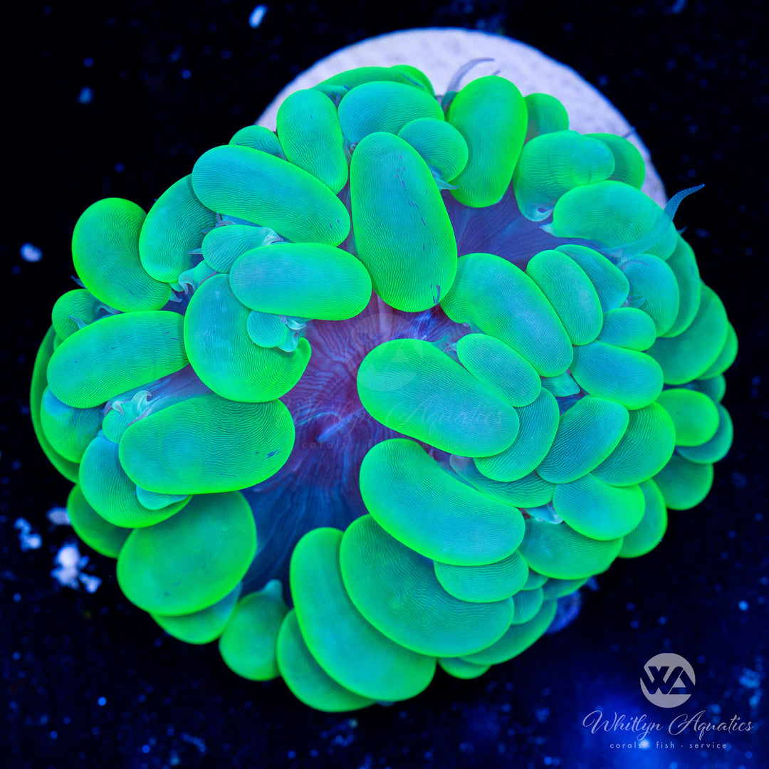 Bubble Coral WYSIWYG