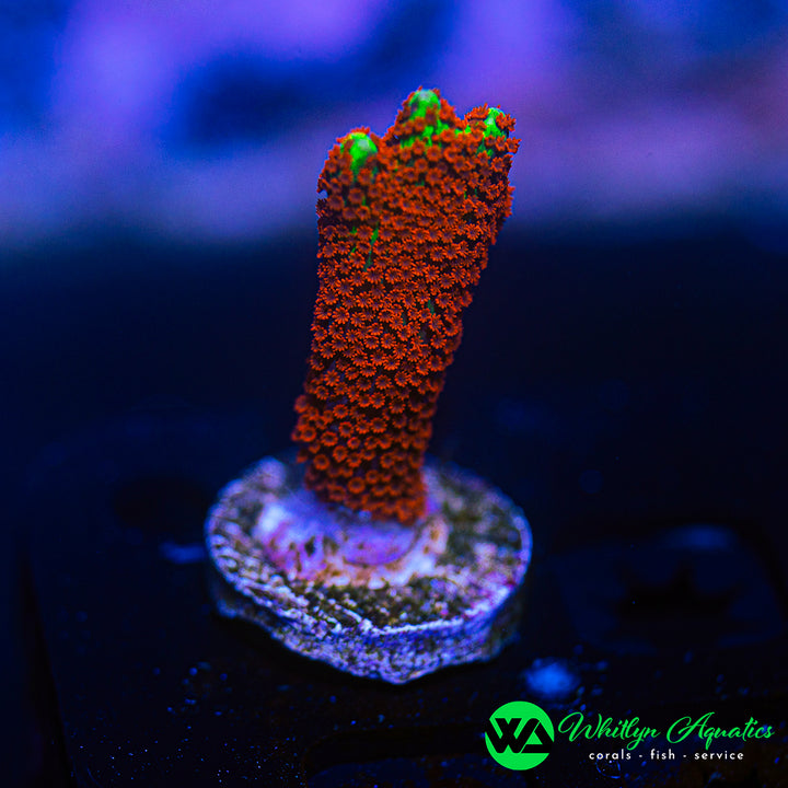 Bubblegum Montipora Digitata