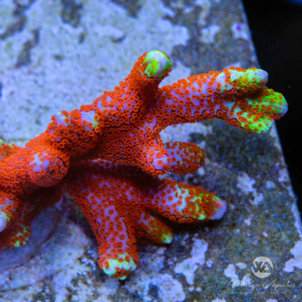 "Bubble Gum" Montipora Digitata - Whitlyn Aquatics