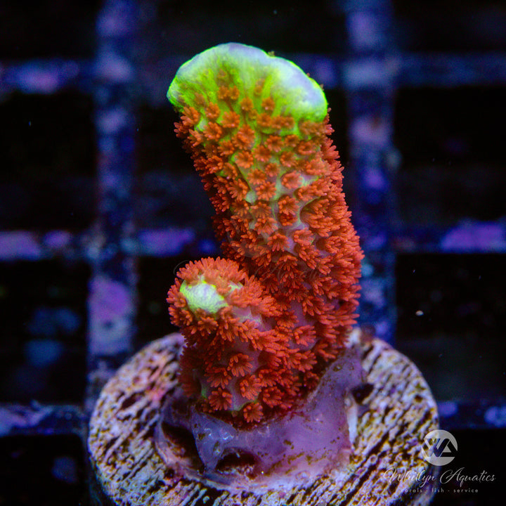 "Bubble Gum" Montipora Digitata