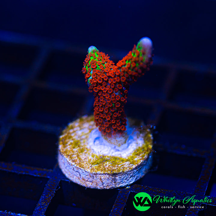 "Bubble Gum" Montipora Digitata