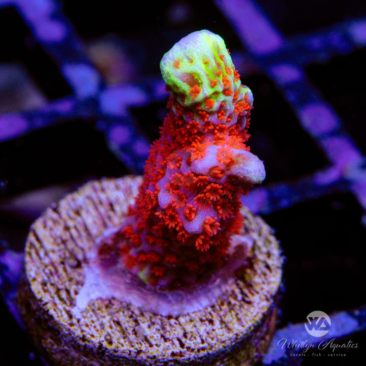 "Bubble Gum" Montipora Digitata