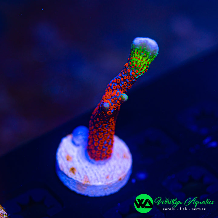 "Bubble Gum" Montipora Digitata