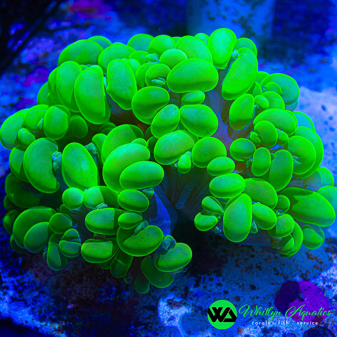 Neon Green Bubble Coral 6" - WYSIWYG
