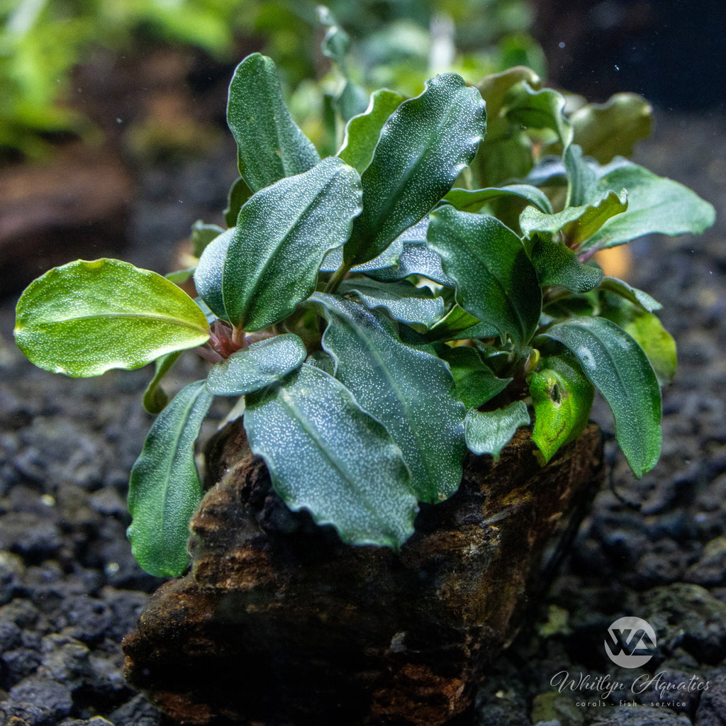 Bucephalandra sp. Upper Ghost Order at ⁕ Mobids Plants ⁕