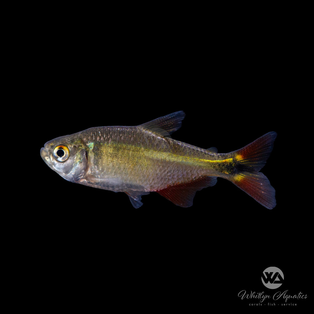 Buenos Aires Tetra - Hyphessobrycon anisitsi