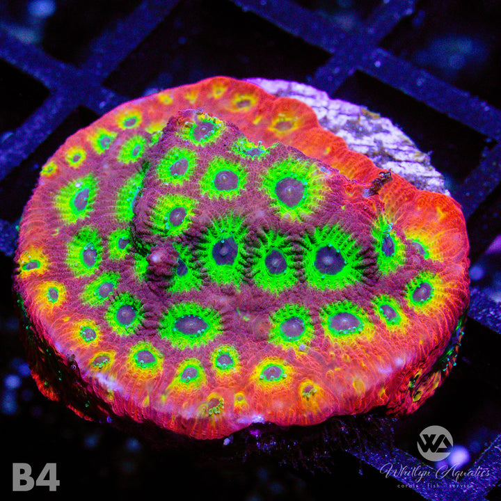 Bullet Hole Favia - WYSIWYG