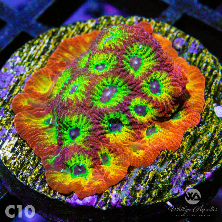 Bullet Hole Favia - WYSIWYG