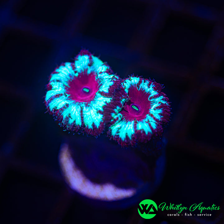 WA Bullseye Blasto