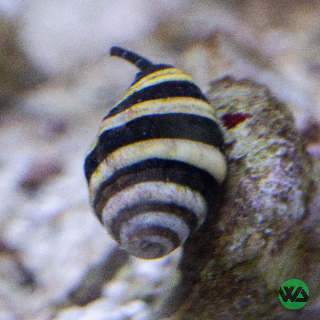 Bumblebee Snail - Pusiostoma Mendicaria