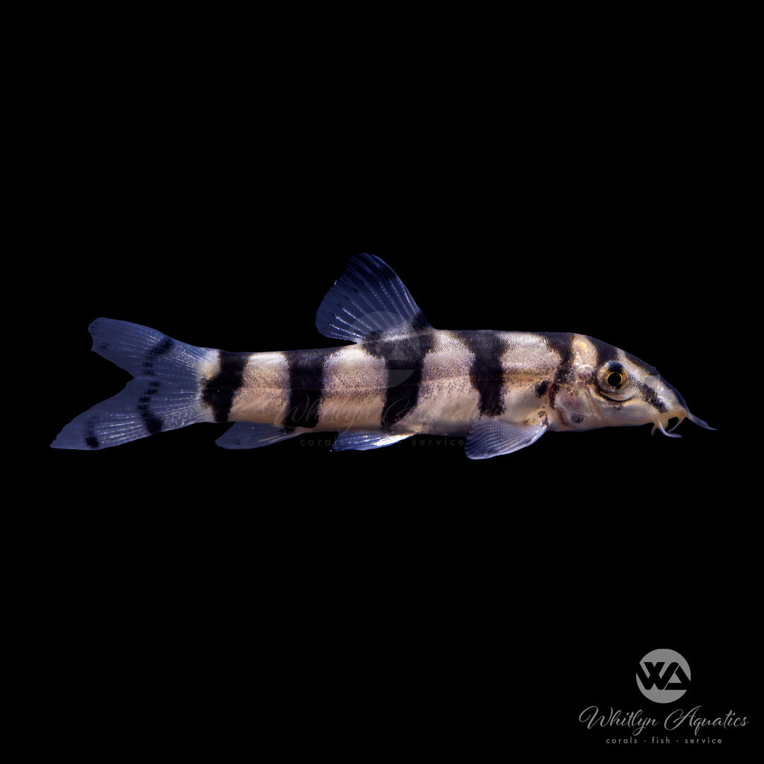 Burmese Loach - Botia histrionica