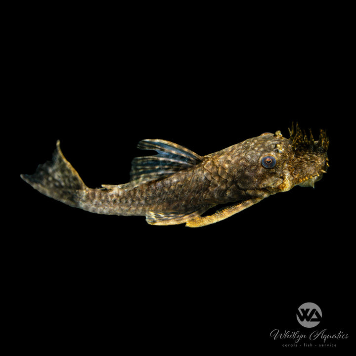Bushymouth Catfish LDA72 - Ancistrus dolichopterus