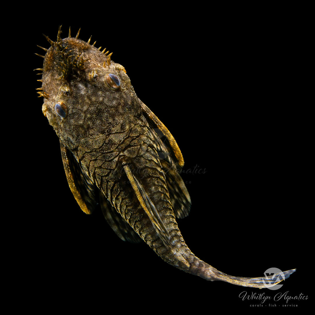 Bushymouth Catfish LDA72 - Ancistrus dolichopterus