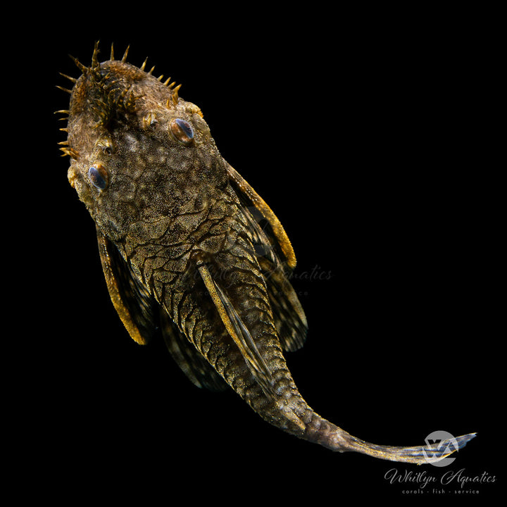 Bushymouth Catfish LDA72 - Ancistrus dolichopterus