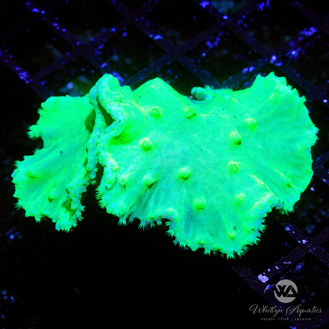 Neon Green Cabbage Leather - Whitlyn Aquatics