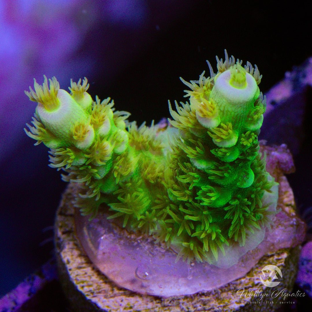 CB Sin City Acropora