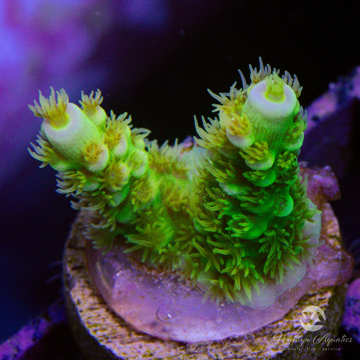 Sin City Acropora