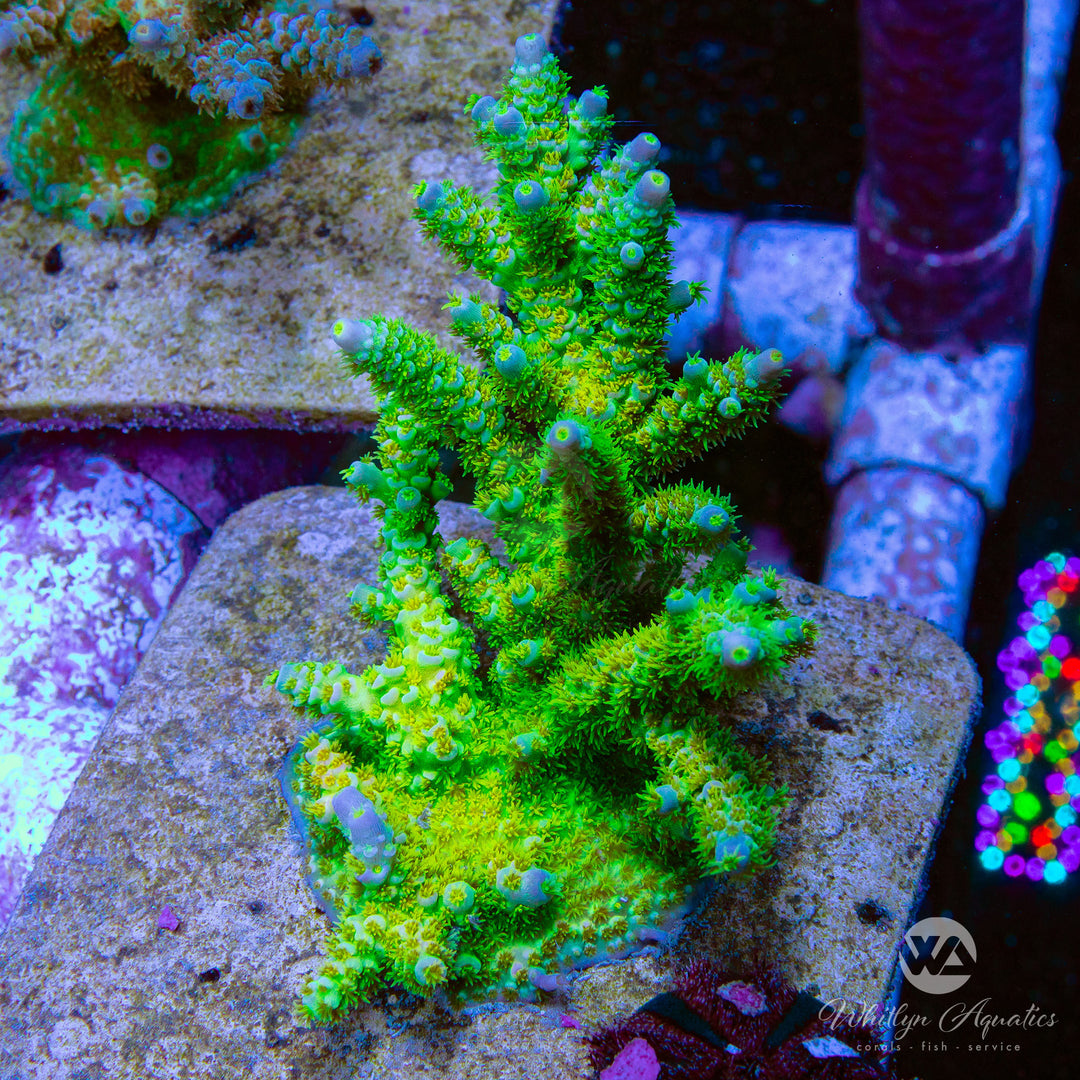 CB Sin City Acropora