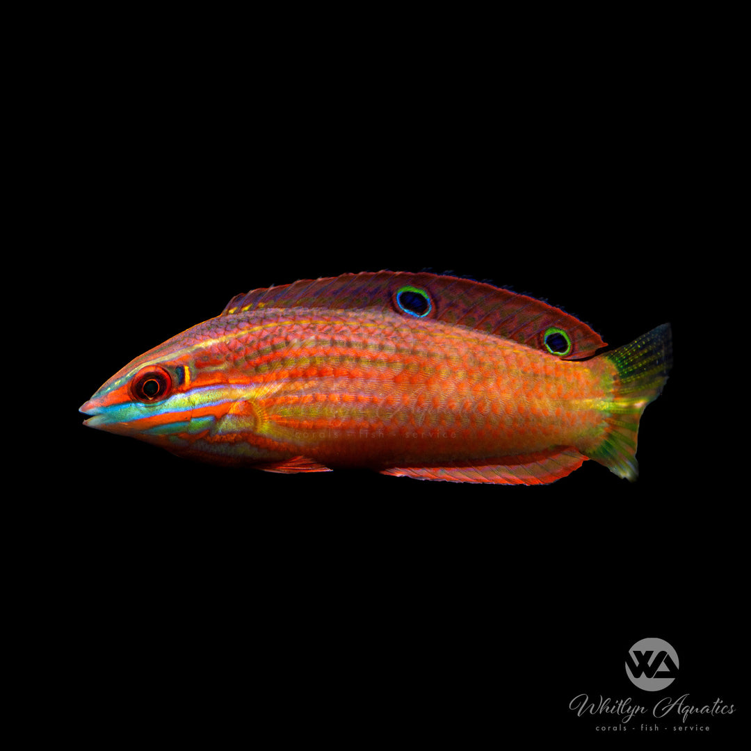 Christmas Wrasse - Halichoeres ormatissimus