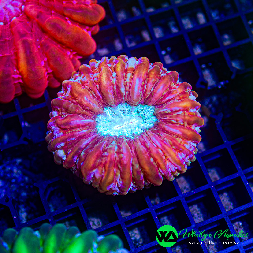 Pink Palace Cynarina 3" WYSIWYG
