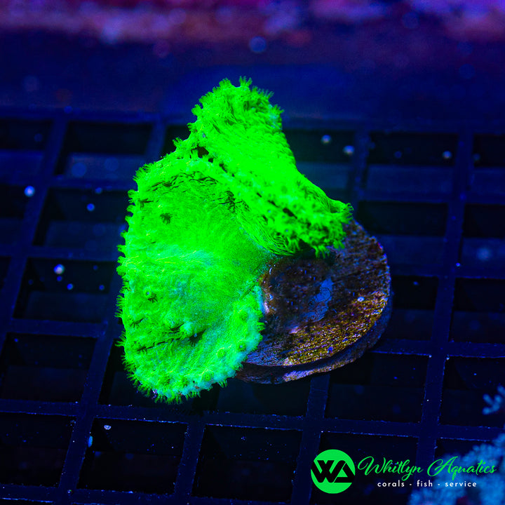 Neon Green Cabbage Leather