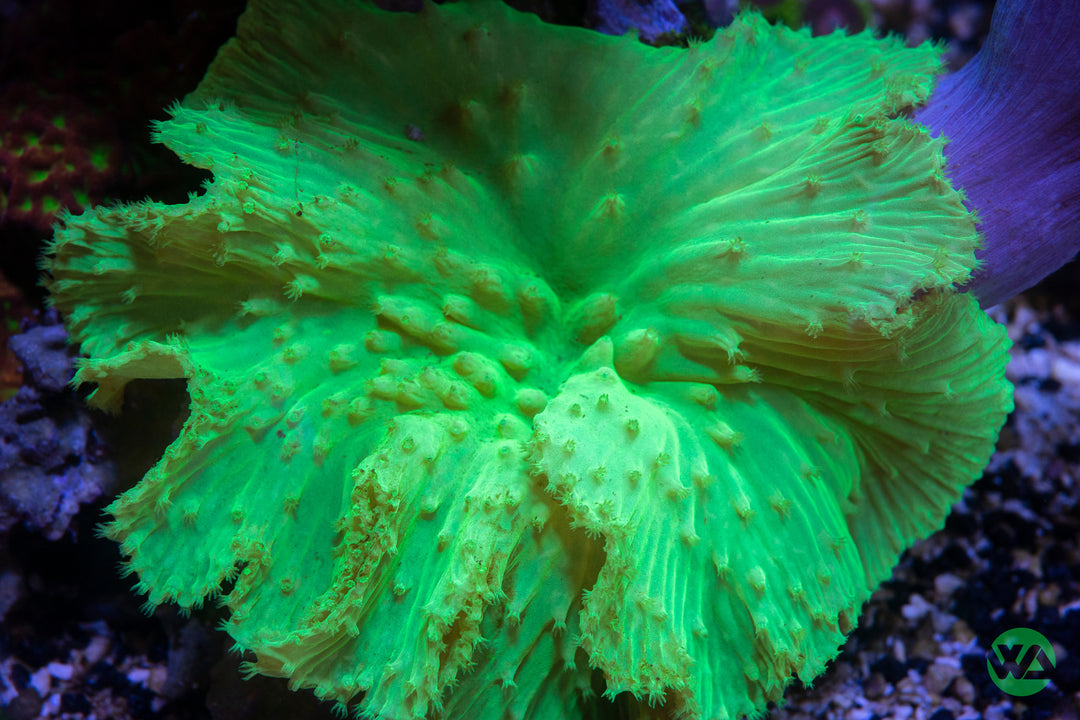 Neon Green Cabbage Leather - WYSIWYG - Whitlyn Aquatics