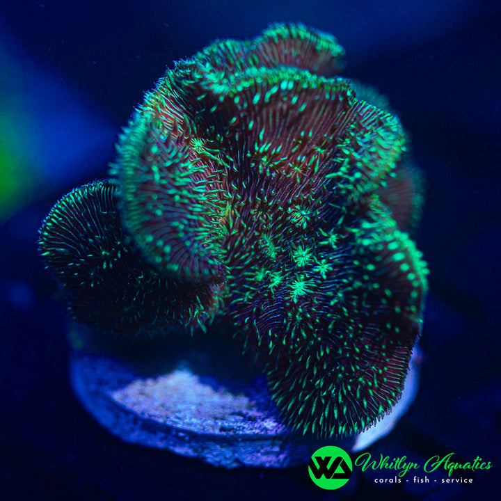 Cactus Pavona Coral