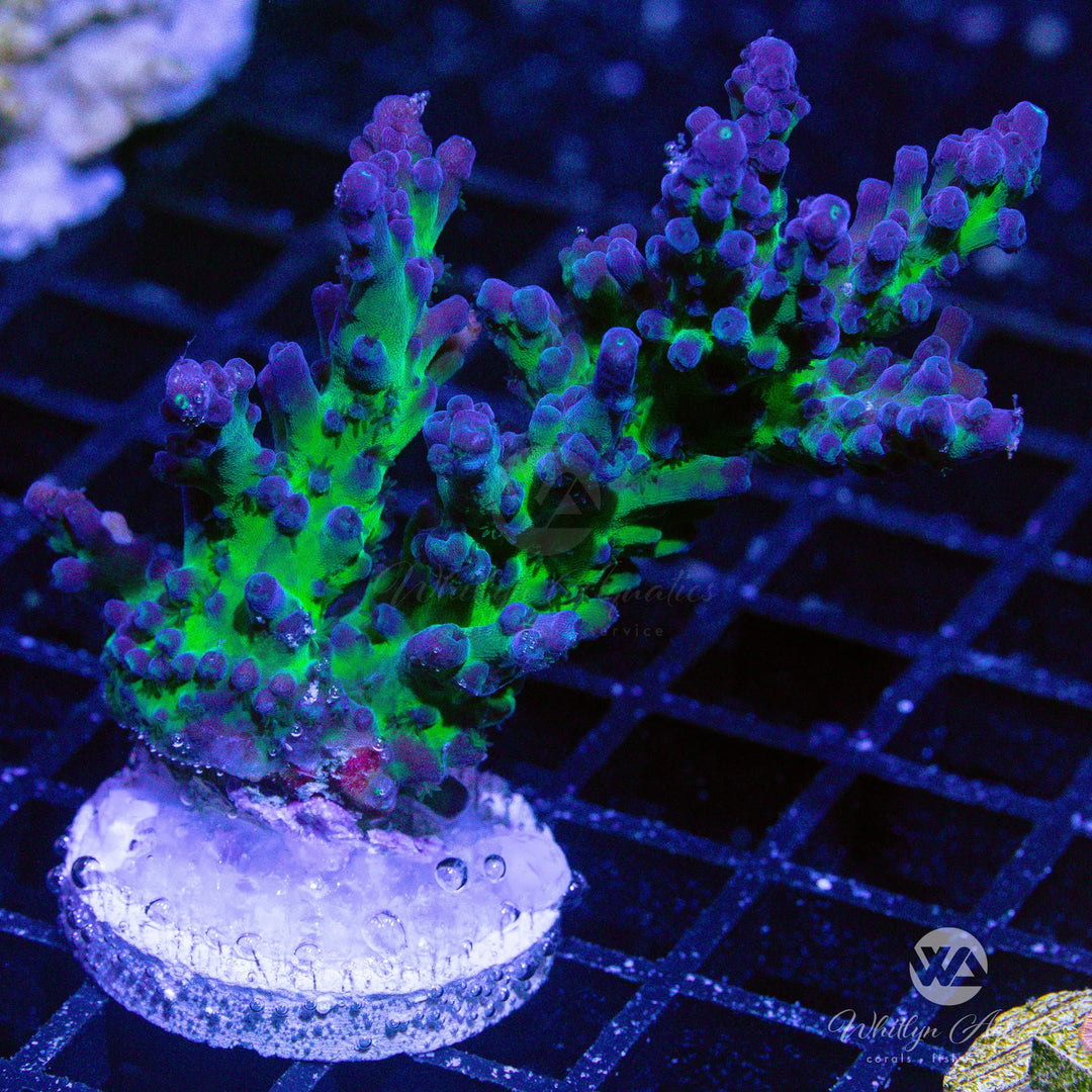 Cali Tort Acro - WYSIWYG