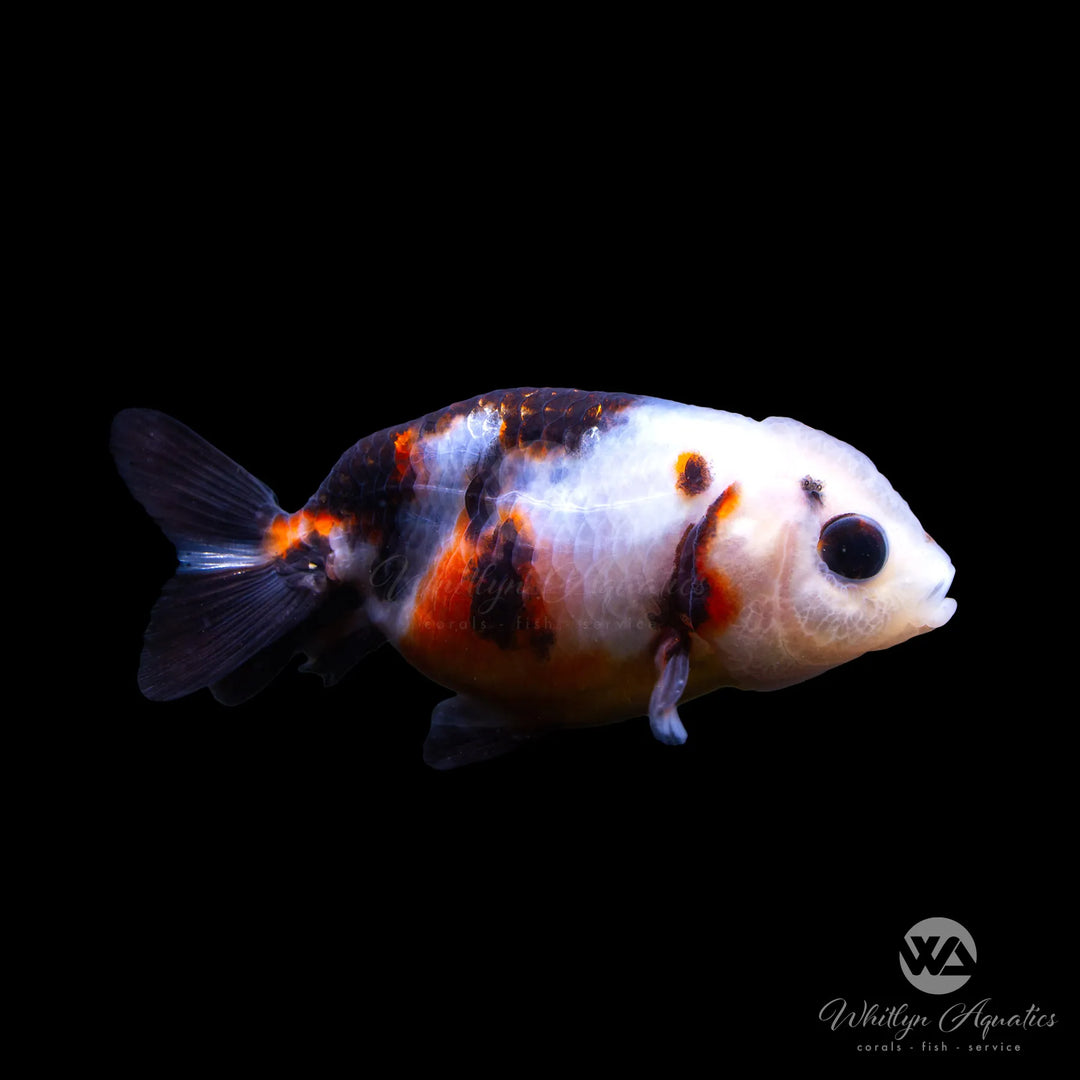 Calico Ranchu Goldfish