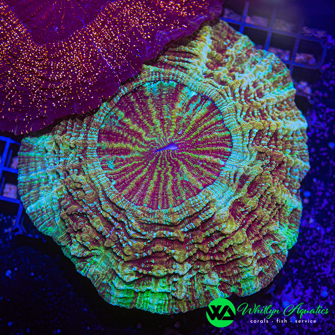 Pizza Planet Acanthophyllia 6" - WYSIWYG
