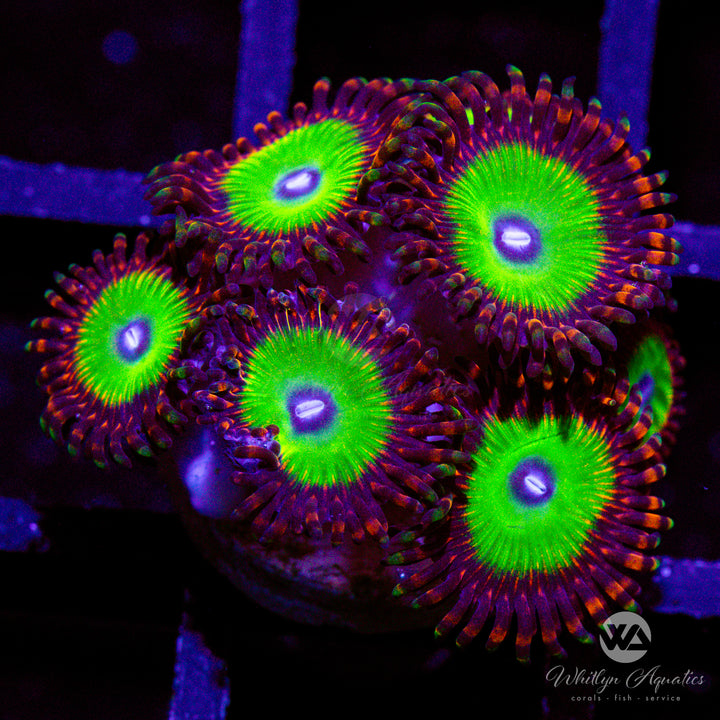 Candy Apple Red Zoanthid (Aquacultured)