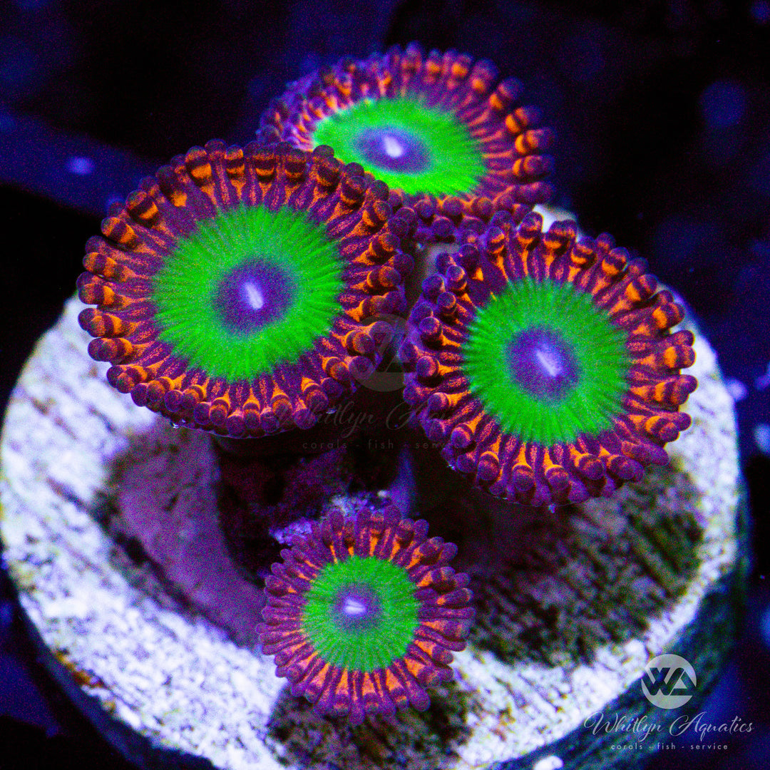 Candy Apple Red Zoanthid (Aquacultured)