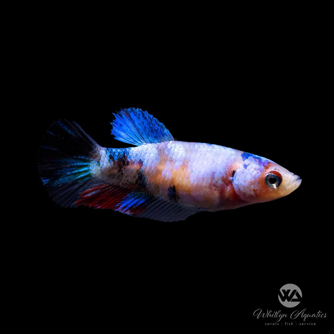 Candy Plakat Betta