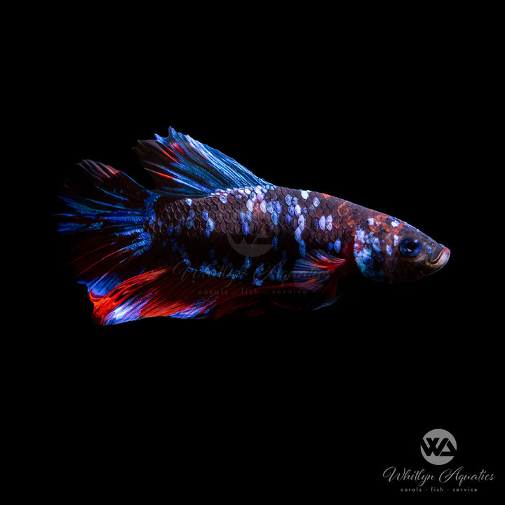 Candy Plakat Betta