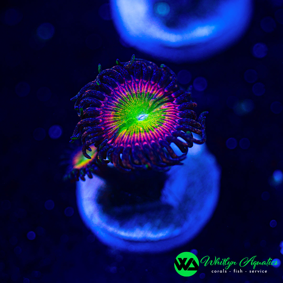 Candy Apple Pink Zoanthid (Aquacultured)
