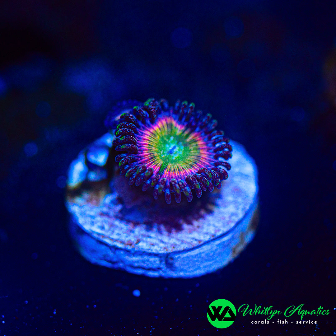 Candy Apple Pink Zoanthid (Aquacultured)