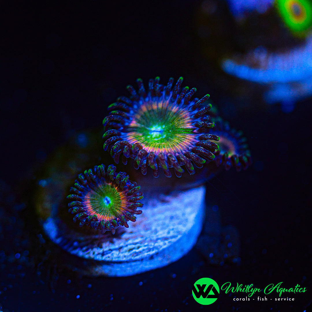 Candy Apple Pink Zoanthid (Aquacultured)