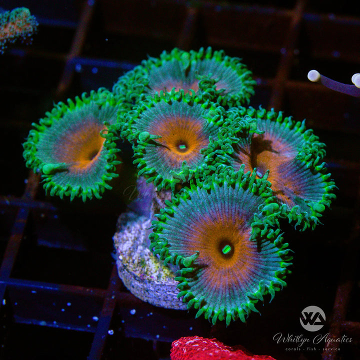Captain America Palythoa Zoanthid (Aquacultured)