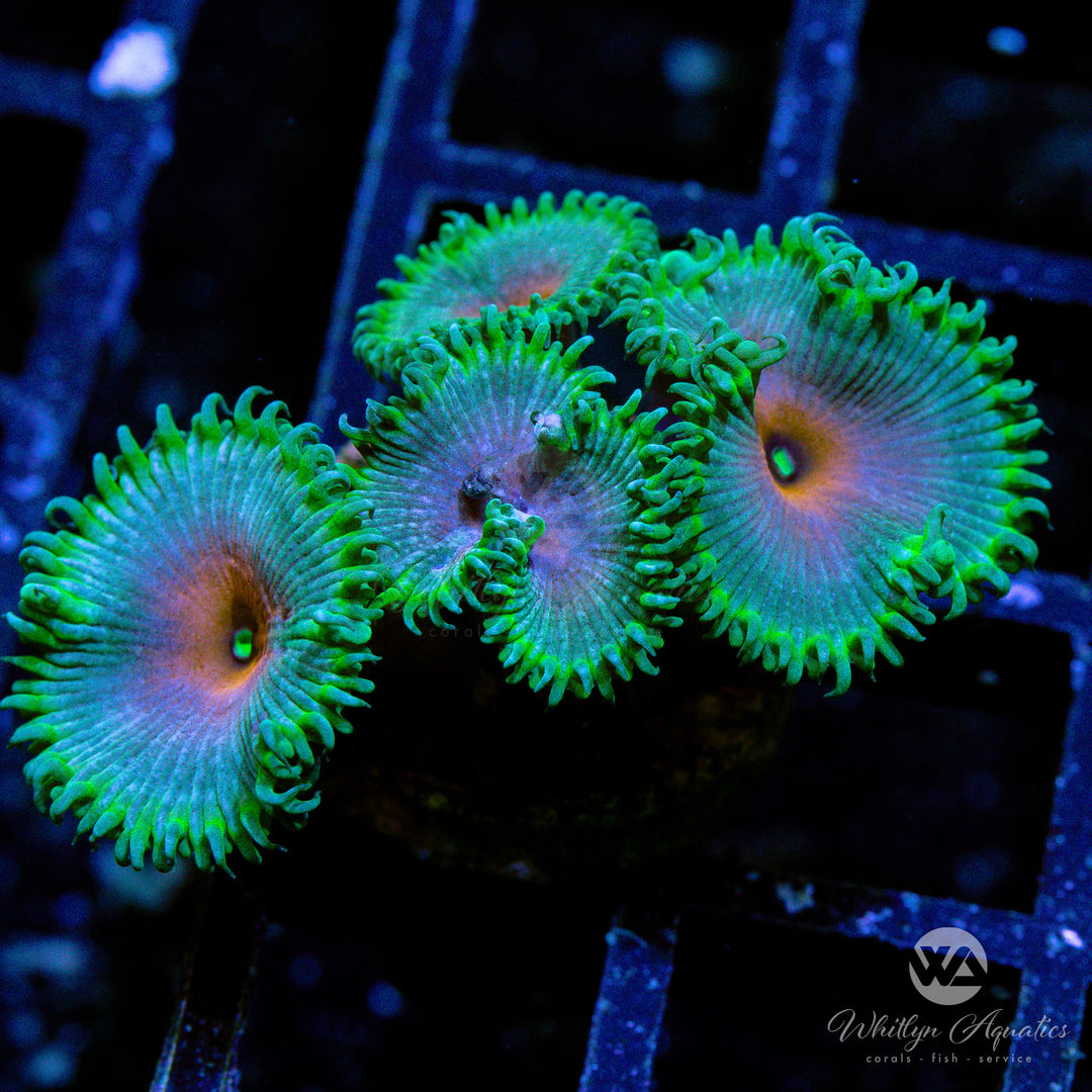 Captain America Palythoa Zoanthid (Aquacultured)